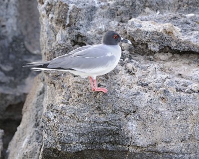 Gull, Swallow Tail-051717-Darwin Bay, Genovesa Island-#0142.jpg
