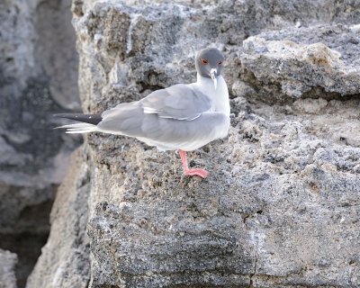 Gull, Swallow Tail-051717-Darwin Bay, Genovesa Island-#0148.jpg