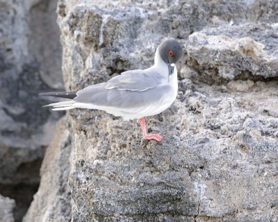 Gull, Swallow Tail-051717-Darwin Bay, Genovesa Island-#0152.jpg