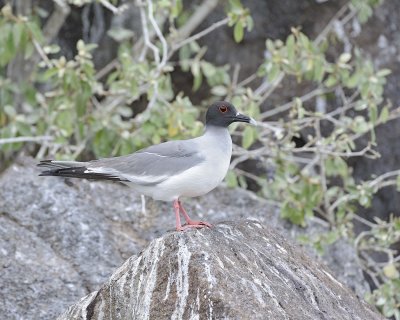Gull, Swallow Tail-051717-Darwin Bay, Genovesa Island-#0325.jpg