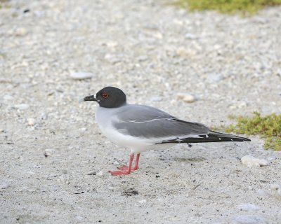 Gull, Swallow Tail-051717-Darwin Bay, Genovesa Island-#0340.jpg