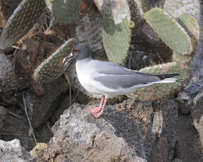 Gull, Swallow Tail-051717-Darwin Bay, Genovesa Island-#0347.jpg