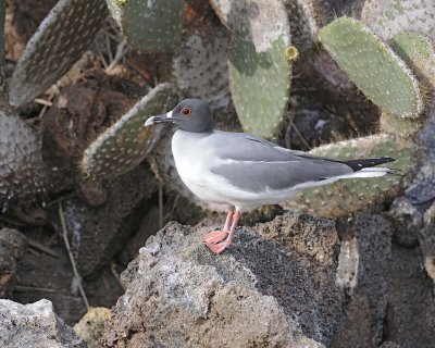 Gull, Swallow Tail-051717-Darwin Bay, Genovesa Island-#0351.jpg