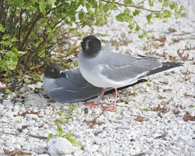 Gull, Swallow Tail-051717-Darwin Bay, Genovesa Island-#0430.jpg