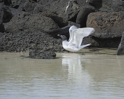 Gull, Swallow Tail-051717-Darwin Bay, Genovesa Island-#0459.jpg
