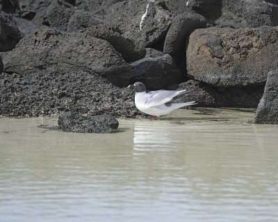 Gull, Swallow Tail-051717-Darwin Bay, Genovesa Island-#0462.jpg