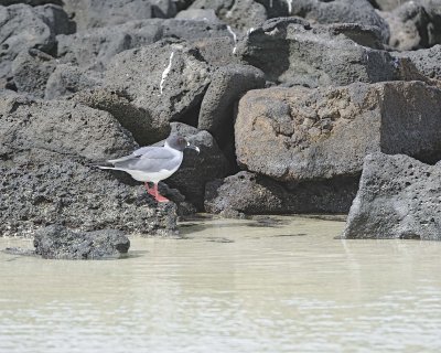 Gull, Swallow Tail-051717-Darwin Bay, Genovesa Island-#0469.jpg