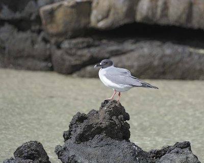 Gull, Swallow Tail-051717-Darwin Bay, Genovesa Island-#0473.jpg