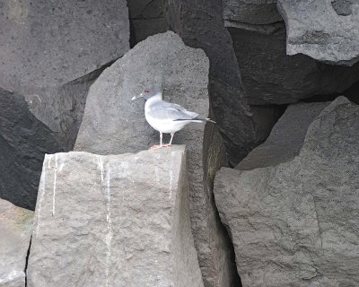 Gull, Swallow Tail-051717-Darwin Bay, Genovesa Island-#0536.jpg