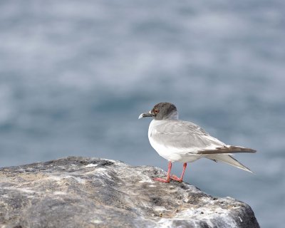 Gull, Swallow Tail-052517- Gardner Bay, Espanola Island-#0224.jpg