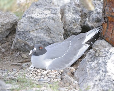 Gull, Swallow Tail-052717-Santa Fe Island-#0909.jpg