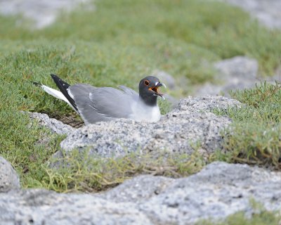 Gull, Swallow Tail-052717-Santa Fe Island-#0935.jpg