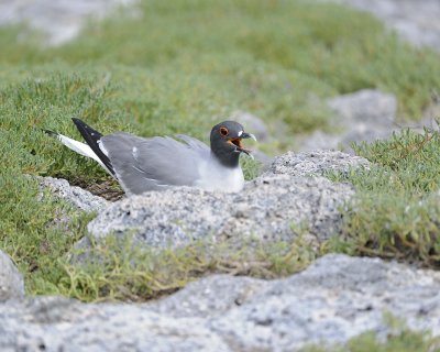 Gull, Swallow Tail-052717-Santa Fe Island-#0936.jpg