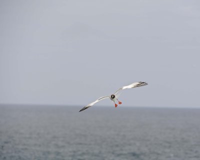 Gull, Swallow Tail-052717-Santa Fe Island-#1094.jpg
