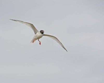 Gull, Swallow Tail-052717-Santa Fe Island-#1100.jpg