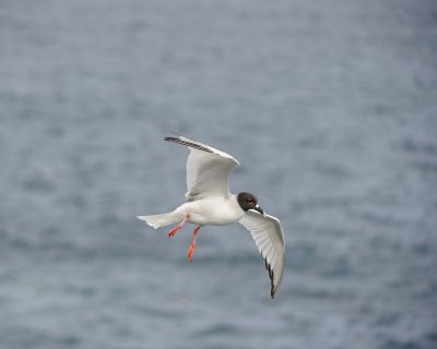 Gull, Swallow Tail-052717-Santa Fe Island-#1103.jpg