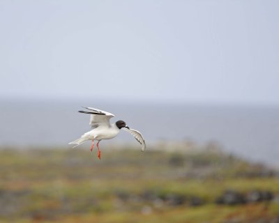 Gull, Swallow Tail-052717-Santa Fe Island-#1156.jpg