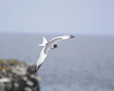 Gull, Swallow Tail-052717-Santa Fe Island-#1167.jpg