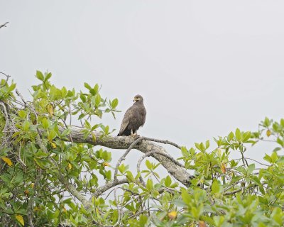 Hawk, Mangrove-051517-Manglares Churute Ecological Reserve, Ecuador-#0066.jpg