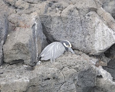 Heron Adult Sleeping, Yellow Crowned Night-052917-Santiago Island-#0629.jpg