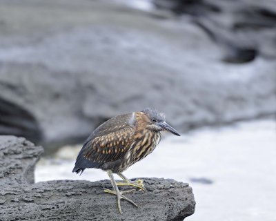 Heron Juvenile, Yellow Crowned Night-052917-Santiago Island-#0274.jpg