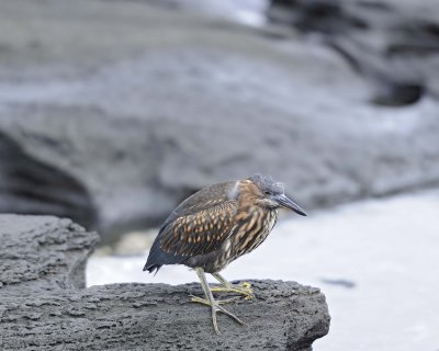 Heron Juvenile, Yellow Crowned Night-052917-Santiago Island-#0276.jpg
