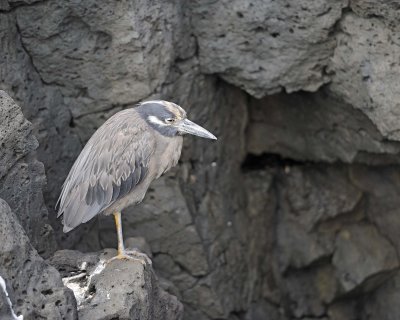 Heron Juvenile,Yellow Crowned Night-052917-Santiago Island-#0633.jpg