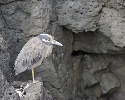Heron Juvenile,Yellow Crowned Night-052917-Santiago Island-#0636.jpg
