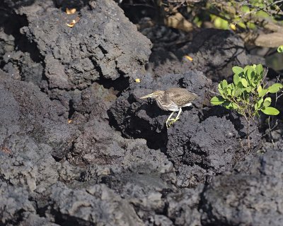 Heron, Black Crowned Night-052117-Isabella Island-#0053.jpg