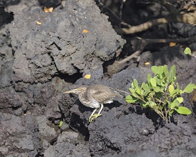 Heron, Black Crowned Night-052117-Isabella Island-#0054.jpg