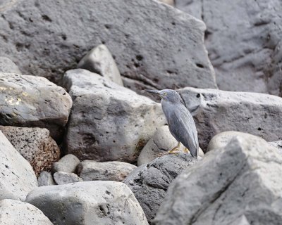 Heron, Black Crowned Night-052717-Santa Fe Island-#0326.jpg