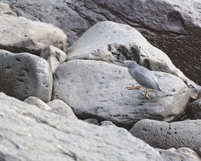 Heron, Black Crowned Night-052717-Santa Fe Island-#0345.jpg