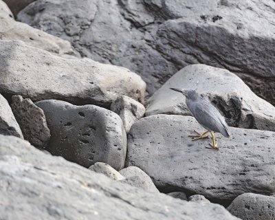 Heron, Black Crowned Night-052717-Santa Fe Island-#0353.jpg