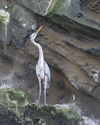 Heron, Great Blue-052017-Fernandina Island-#1119.jpg