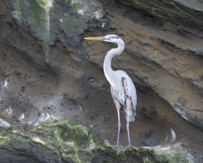 Heron, Great Blue-052017-Fernandina Island-#1130.jpg