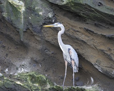 Heron, Great Blue-052017-Fernandina Island-#1135.jpg