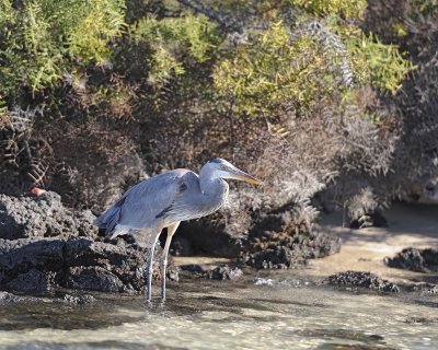 Heron, Great Blue-052817-Santiago Island-#0367.jpg