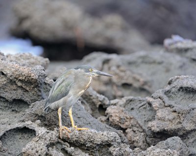 Heron, Striated-051917-Isabela Island-#0434.jpg
