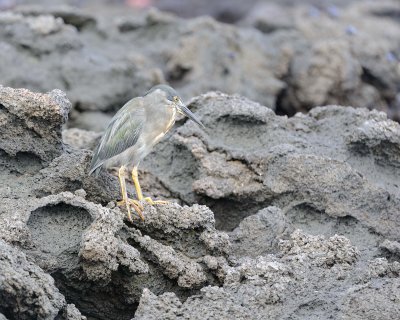 Heron, Striated-051917-Isabela Island-#0452.jpg