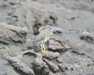 Heron, Striated-051917-Isabela Island-#0471.jpg
