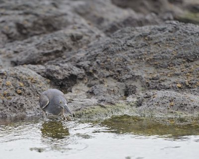 Heron, Yellow Crowned Night-052917-Santiago Island-#0244.jpg