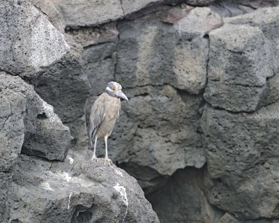Heron, Yellow Crowned Night-052917-Santiago Island-#0460.jpg