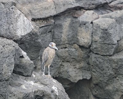 Heron, Yellow Crowned Night-052917-Santiago Island-#0461.jpg