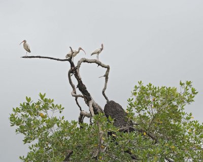 Ibis, White-051517-Manglares Churute Ecological Reserve, Ecuador-#0055.jpg