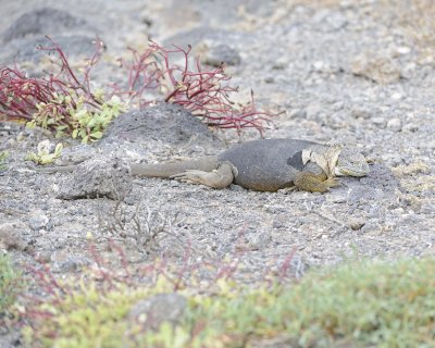 Iguana, Land -052717-Santa Fe Island-#1256.jpg