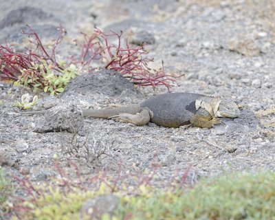 Iguana, Land -052717-Santa Fe Island-#1257.jpg