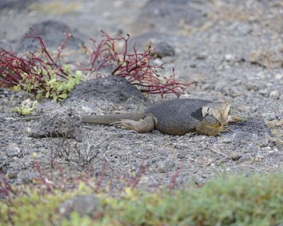 Iguana, Land -052717-Santa Fe Island-#1284.jpg