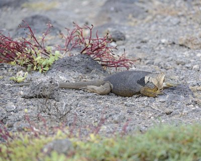Iguana, Land -052717-Santa Fe Island-#1285.jpg