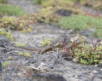Iguana, Land -052717-Santa Fe Island-#1301.jpg