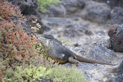 Iguana, Land -052717-Santa Fe Island-#1353.jpg